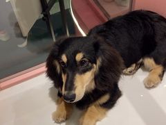 -FAELING PETS美天灵宠物(合生汇店)