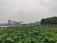 -月湖风景区