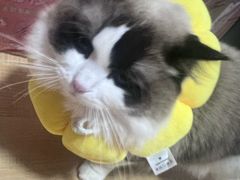 -德元·美联众合24小时动物医院(总院)