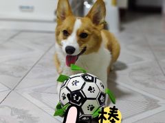 -宠福鑫康馨动物医院·骨科·眼科