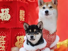 -Double Rui宠物酒店