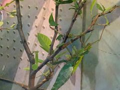 -上海大自然野生昆虫馆(东方明珠·爬宠昆虫探索中心)