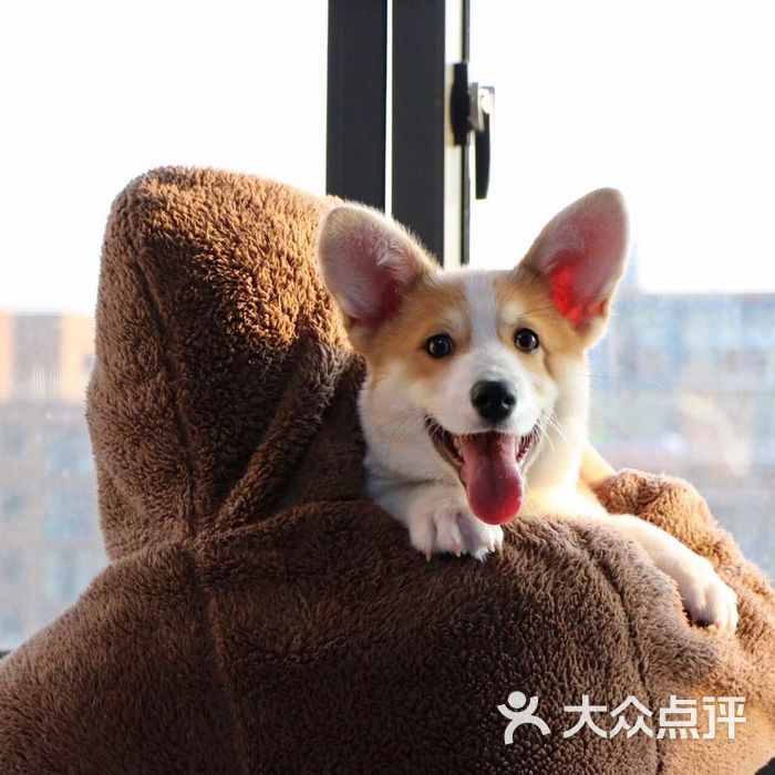 爱宠到家宠物活体猫狗销售会所图片-北京宠物店-大众点评网