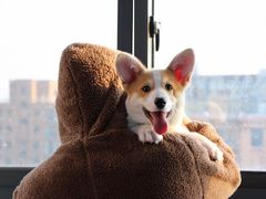 -翊宠yipet猫狗购宠庄园犬舍•猫舍