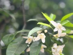 -茉沏(山塘街店)