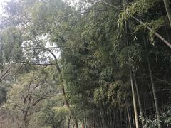 景点-北仑森林植物园