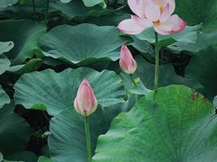 -梁鸿国家湿地公园