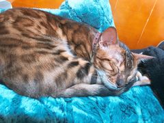 -李小姐の猫咖啡馆(五角场店)