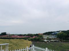 -大塘金香草谷