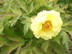 android_upload_pic-西苑公园