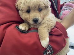 -圣宠动物医院·犬猫专科·影像中心·外科中心