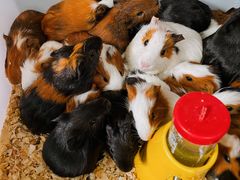 -桂林市花鸟市场