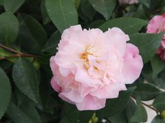 -三圣花乡旅游区