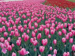 -荷兰花海
