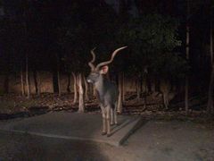 -清迈夜间动物园