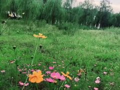 -长白岛森林公园