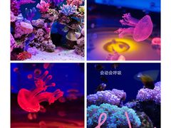 -上海海昌海洋公园
