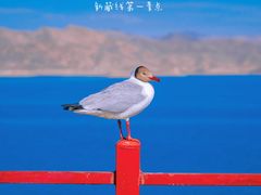 -班公湖