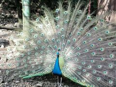-藏龙百瀑风景区