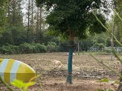 -前小桔亲子创意农场·草莓采摘·露营烧烤