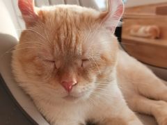 -猫腻·猫咖·撸猫馆(星光大道店)