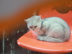 -猫咪博物馆(顶澳仔猫街店)