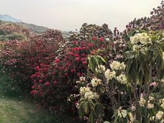 -贵州百里杜鹃风景名胜区