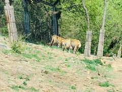 -大连森林动物园