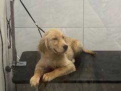 -德元·美联众合24小时动物医院(总院)