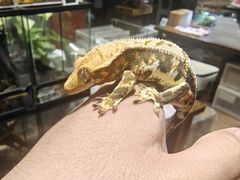 -酷以爬仙阁实体爬宠店·守宫·蜥蜴·专业繁育