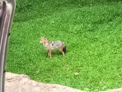 -清迈夜间动物园