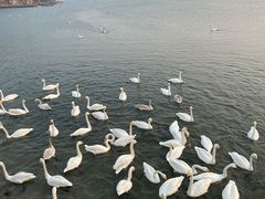 -烟墩角天鹅湖