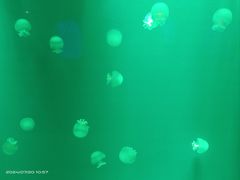 -福州罗源湾海洋世界旅游区