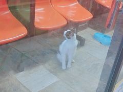 -猫咪博物馆(顶澳仔猫街店)