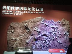 -重庆自然博物馆(新馆)