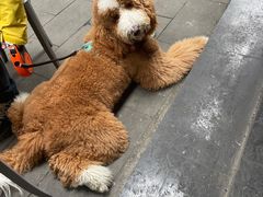 -晓友烧麦(光华村店)