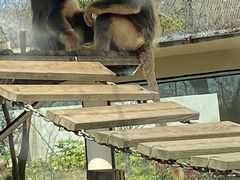 -合肥野生动物园