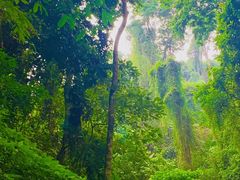 -西双版纳原始森林公园