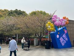 -高东镇樱花园