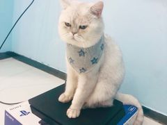 -糯米喵星人·撸猫猫舍咖啡馆(西市场嘉华店)