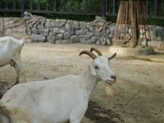 -贵州森林野生动物园