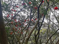 -花溪公园