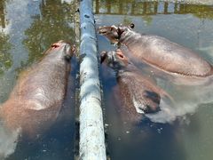 -海南热带野生动植物园