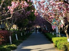 -高东镇樱花园
