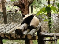 -都江堰中华大熊猫苑