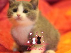 -Bastet sally猫舍购宠(静安店)