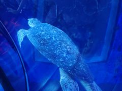 -太平洋海底世界