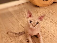 -momokira米努特·德文卷毛猫·棉花面纱犬
