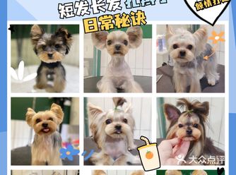 约克夏の日常造型分享，超详细！