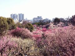 -南京古林公园